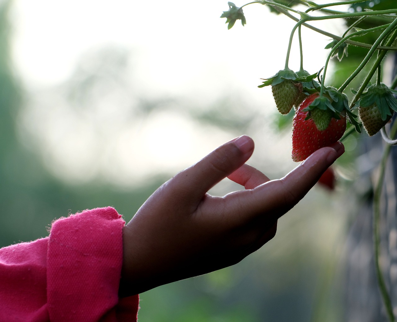 strawberry, fruit, strawberry picking-7404687.jpg
